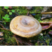 Мицелий Млечника жгуче-млечного / Млечник садовый (Lactarius pyrogalus)